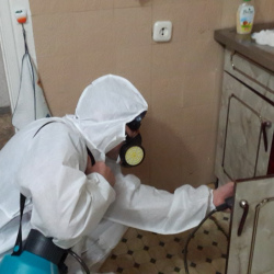 Дезинфекция от муравьев в квартире в Новоульяновске